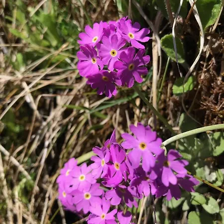 杰格海姆旅馆 克伦巴赫